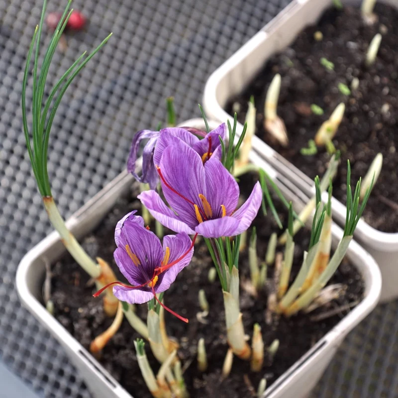 Safran-Krokus – Crocus Sativus (Saffron) (A8001) "Bio"