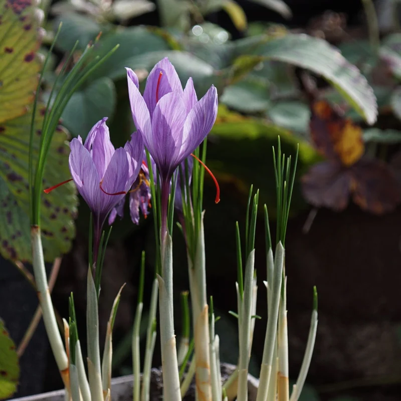 Safran-Krokus – Crocus Sativus (Saffron) (A8001) "Bio"