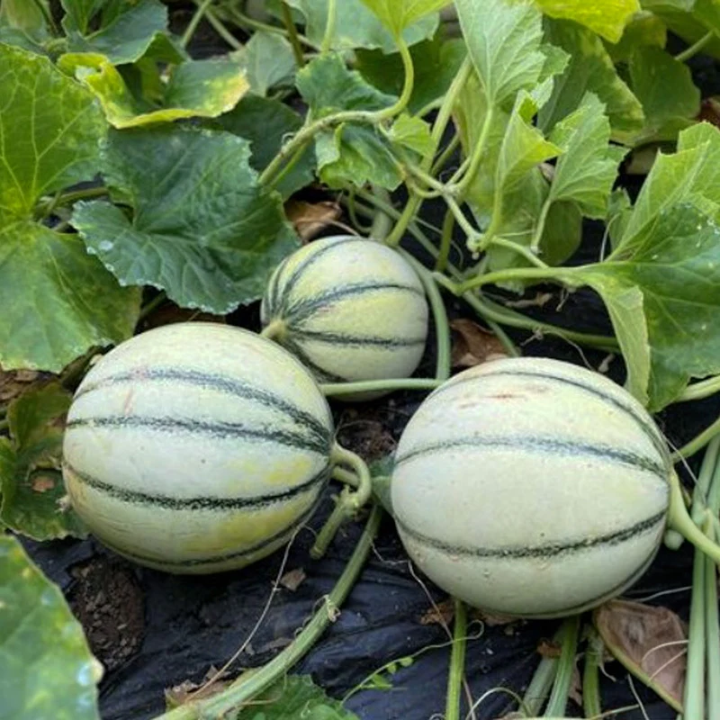 Melone - Selene
