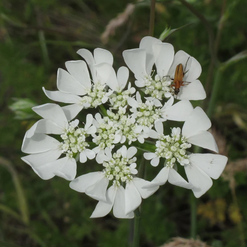 Strahlen-Breitsame (Orlaya Grandiflora)