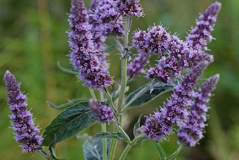 Rossminze (Mentha longifolia)