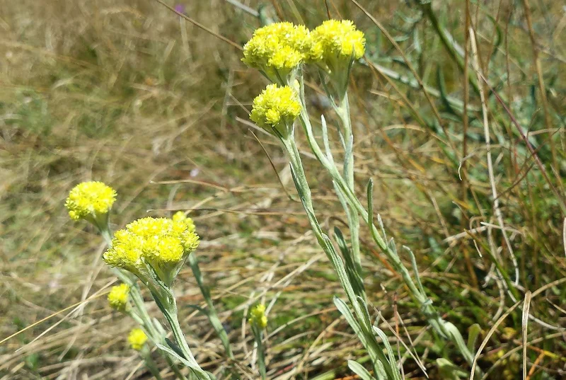 Sand-Strohblume (Helichrysum arenarium)