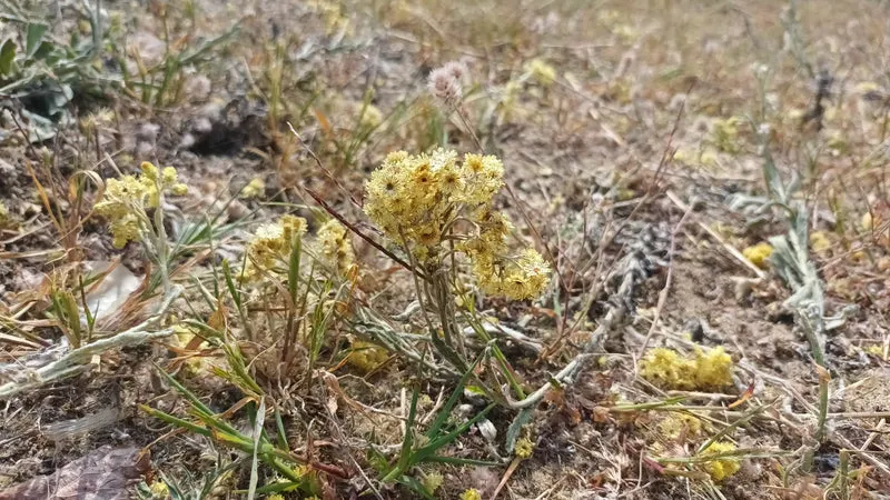 Sand-Strohblume (Helichrysum arenarium)
