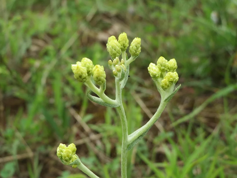 Sand-Strohblume (Helichrysum arenarium)