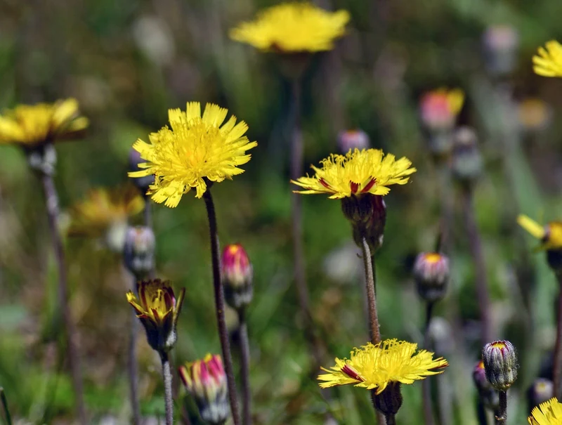 Kleines Habichtskraut (Hieracium pilosella)