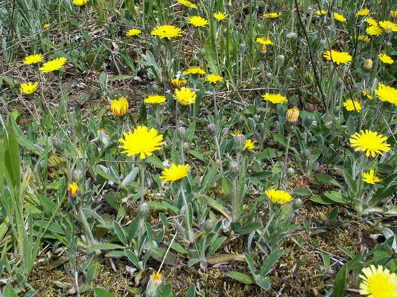 Kleines Habichtskraut (Hieracium pilosella)