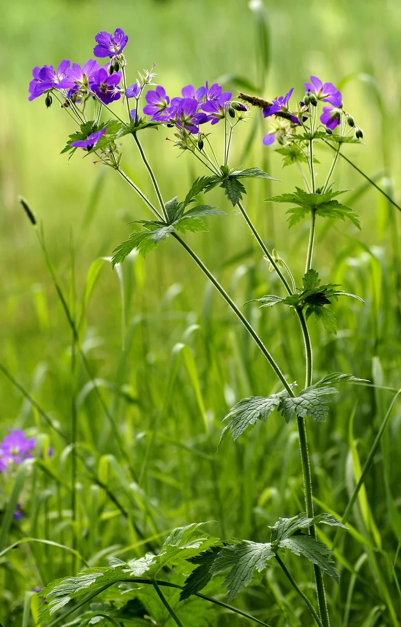 Wald-Storchschnabel (Geranium sylvaticum)