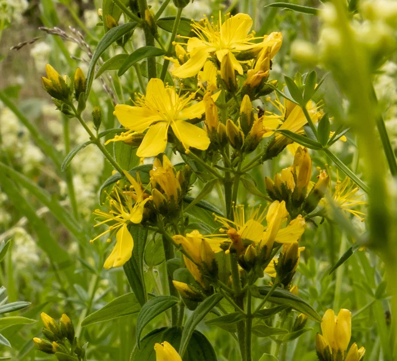 Tüpfel-Johanniskraut (Hypericum perforatum)