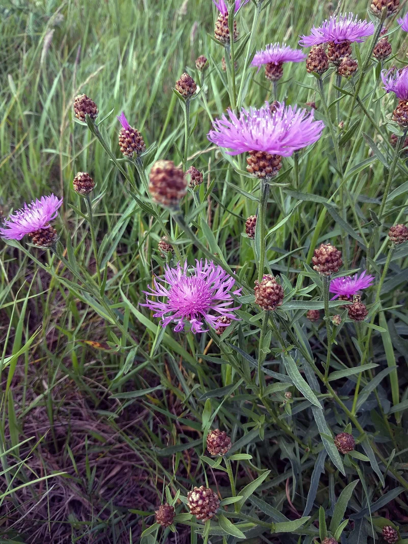 Wiesen-Flockenblume (Centaurea jacea)