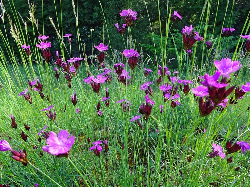 Karthäusernelke (Dianthus carthusianorum)