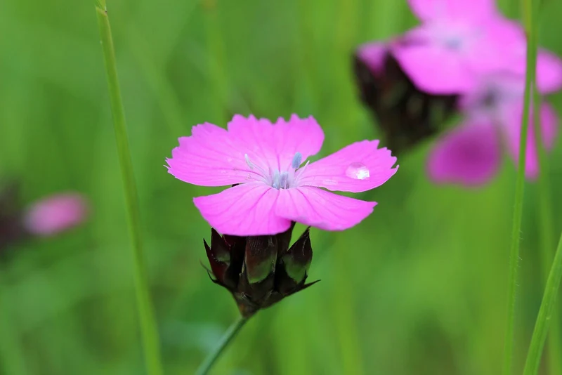 Karthäusernelke (Dianthus carthusianorum)