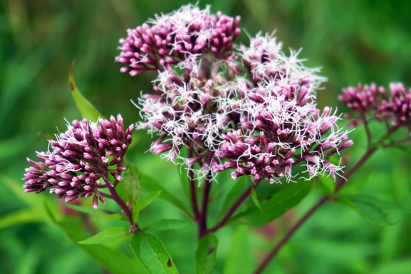 Wasserdost (Eupatorium cannabinum)
