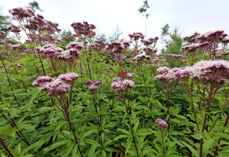 Wasserdost (Eupatorium cannabinum)