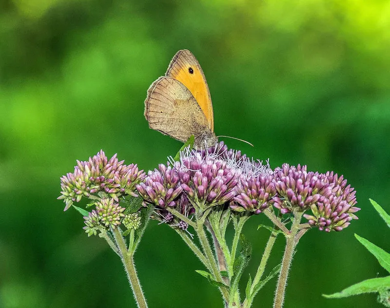 Wasserdost (Eupatorium cannabinum)