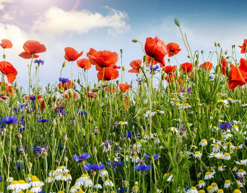 100 qm Mix Kornblume + Klatschmohn und Wiesenmargerite
