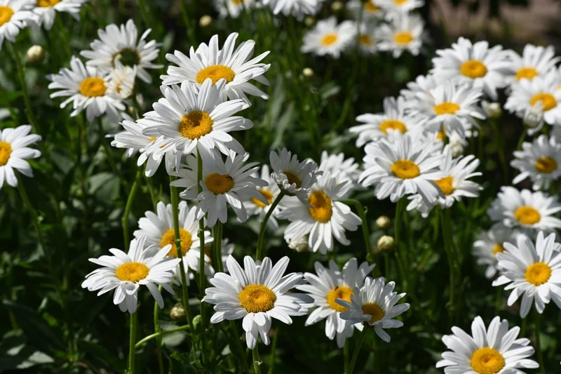 100 qm Mix Kornblume + Klatschmohn und Wiesenmargerite