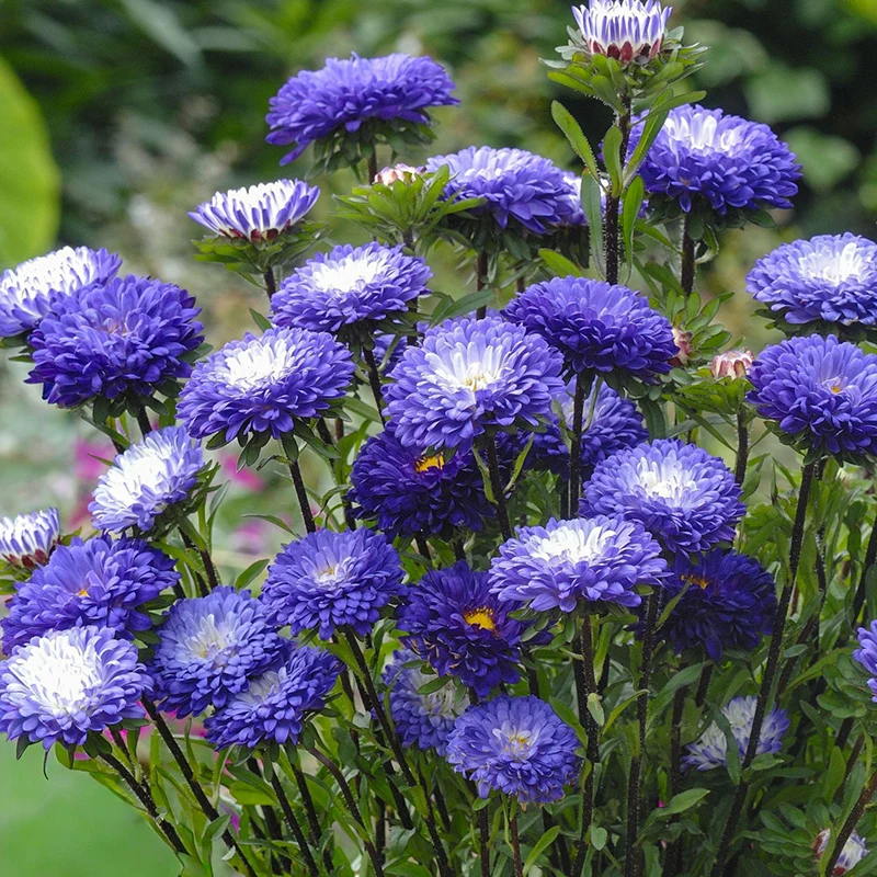 Sommeraster - QIS Matsumoto Blue Tipped