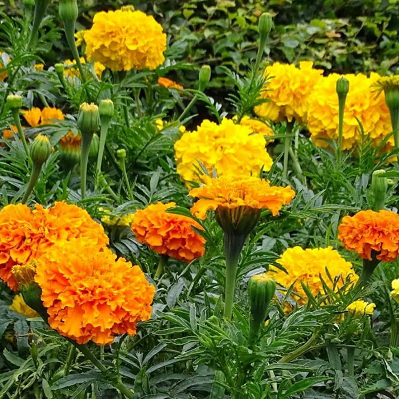 Tagetes- Crackerjack