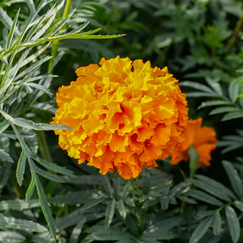 Tagetes- Crackerjack