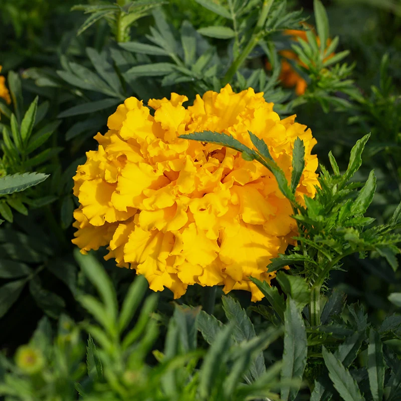 Tagetes- Crackerjack