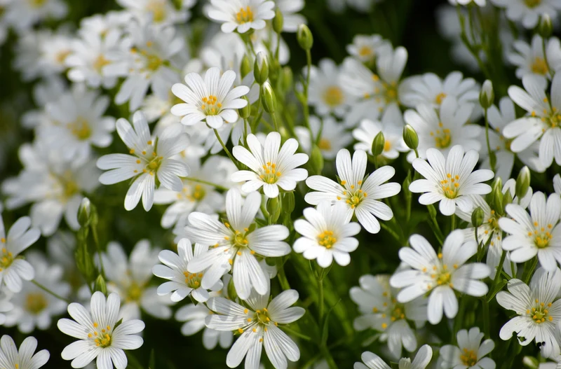 Große Sternmiere (Stellaria holostea)