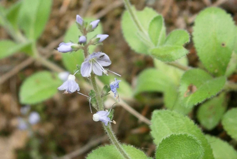 Echter Ehrenpreis (Veronica officinalis)