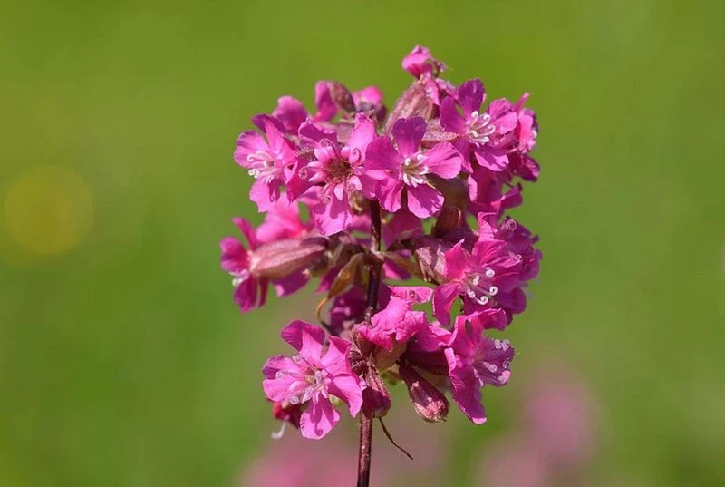 Gewöhnliche Pechnelke (Viscaria vulgaris)