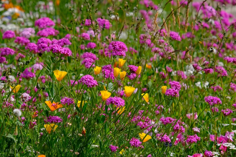 Gewöhnliche Pechnelke (Viscaria vulgaris)