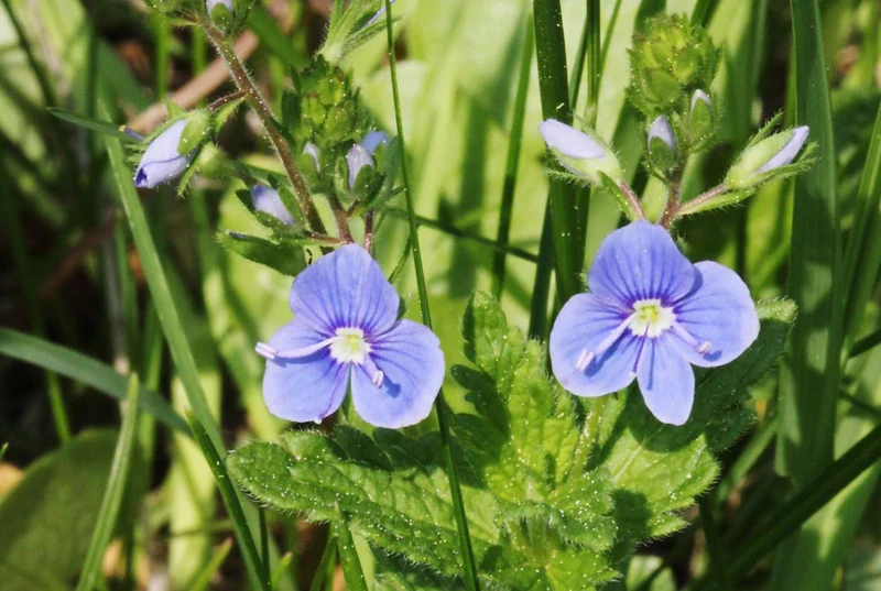 Gamander-Ehrenpreis (Veronica chamaedrys)