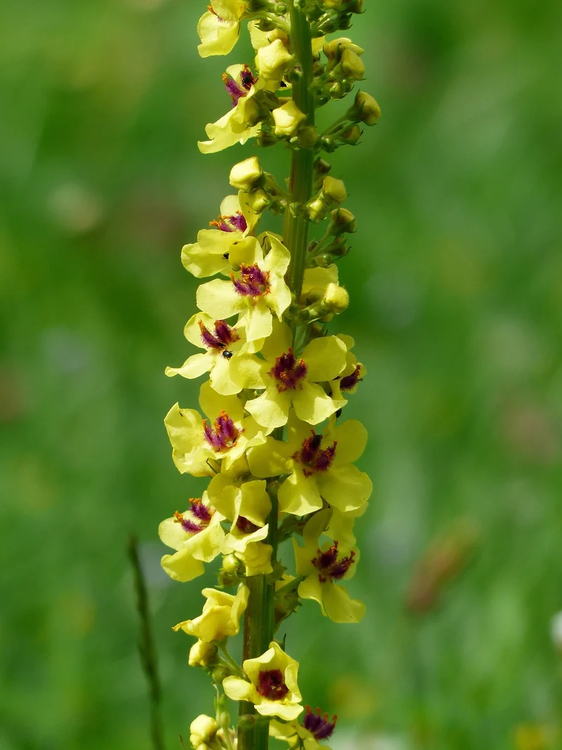 Dunkle Königskerze (Verbascum nigrum)