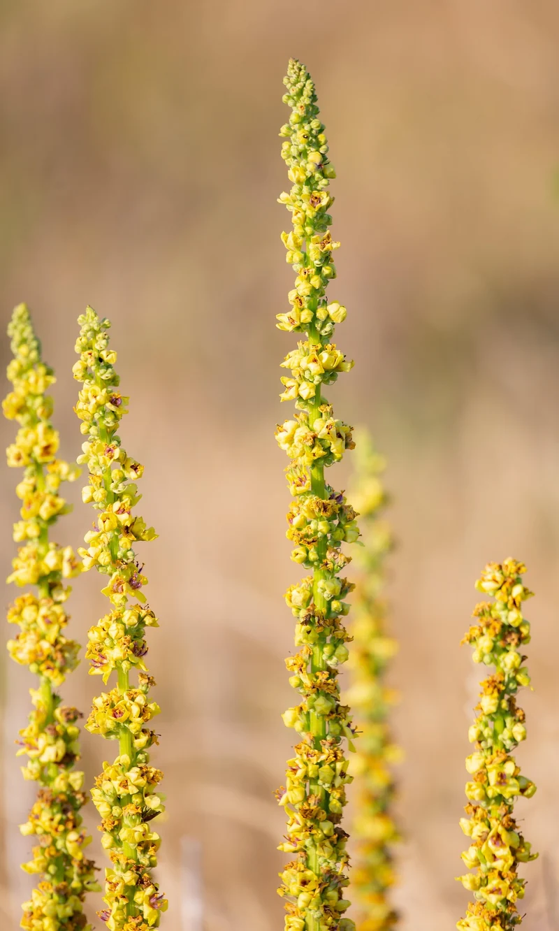 Dunkle Königskerze (Verbascum nigrum)