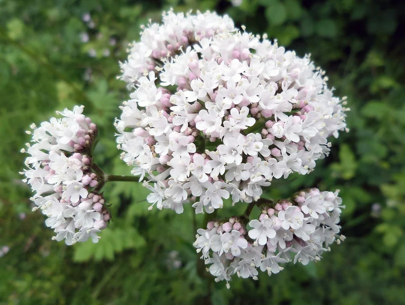 Baldrian (Valeriana officinalis)