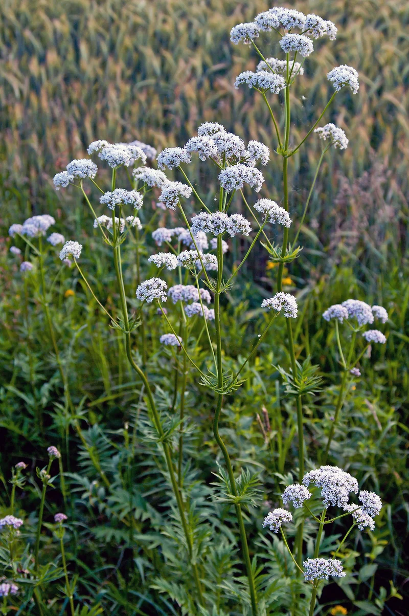 Baldrian (Valeriana officinalis)