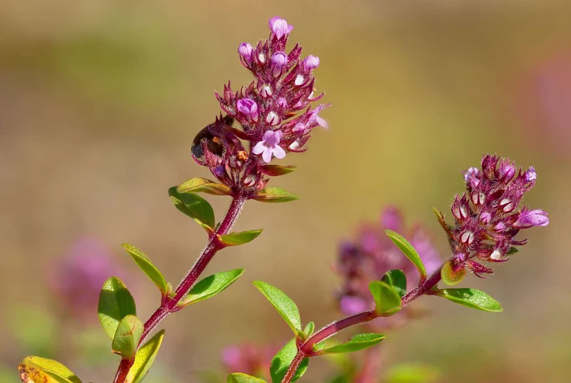 Arznei-Thymian (Thymus pulegioides)