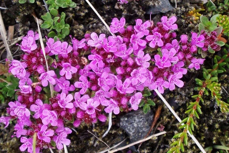 Frühblühender Thymian (Thymus praecox)