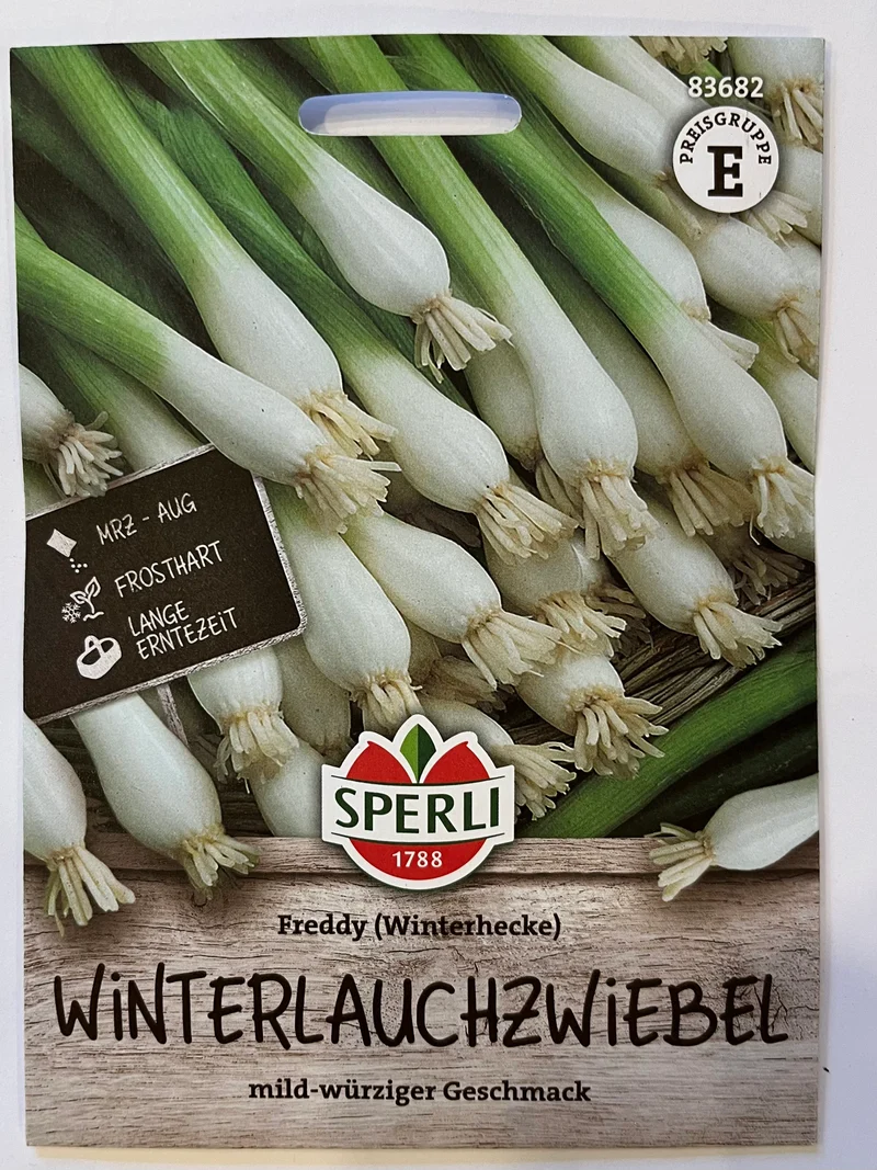 Winterheckenzwiebel Freddy