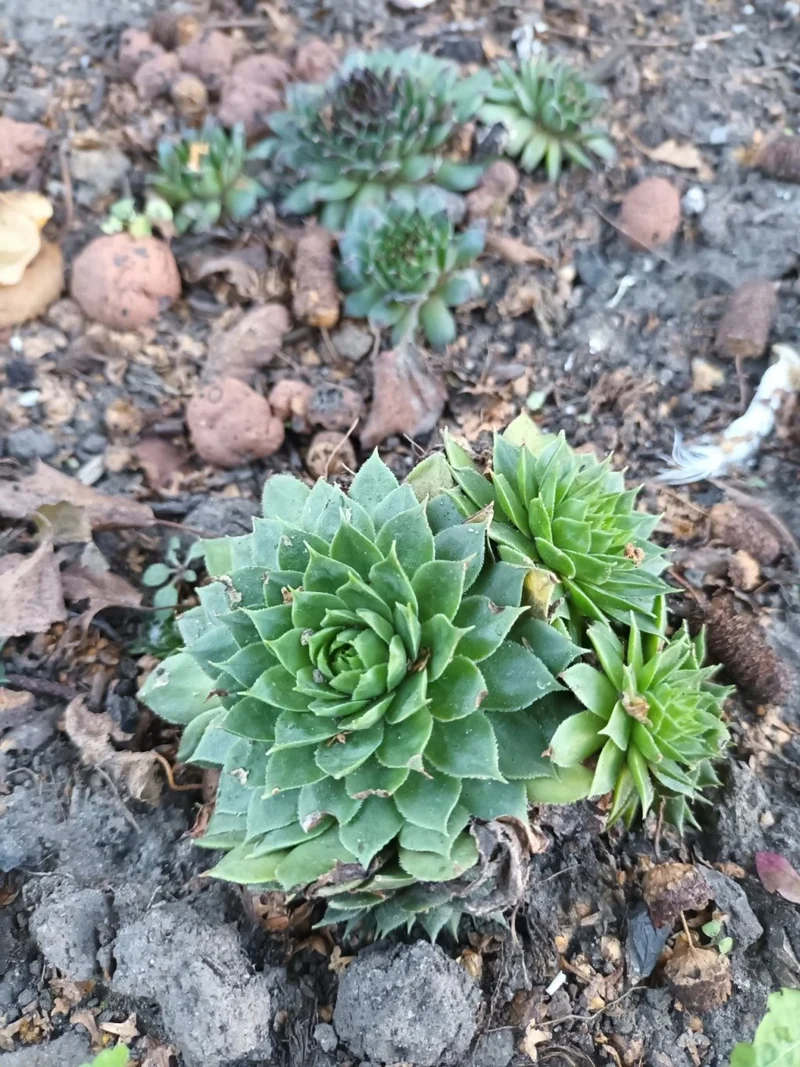 1000 Samen Sempervivum tectorum Hauswurz Dachwurz