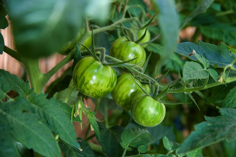 15 Samen Tomate "Green Zebra"