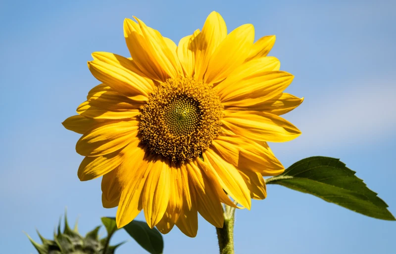 6 Sonnenblumen Sorten Mischung