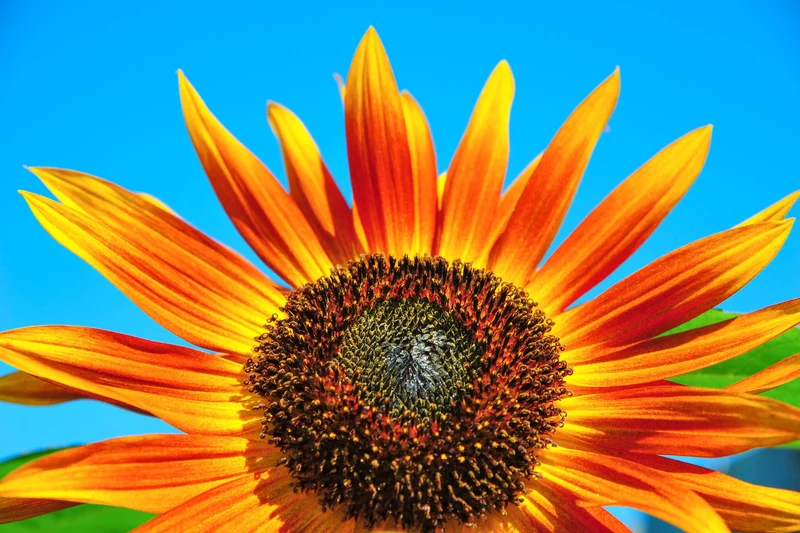 50 Samen Sonnenblume "Velvet Queen" Samtkönigin