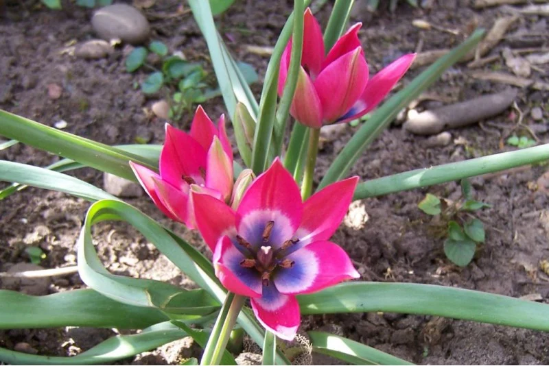 Tulipa "Little Beauty" (A1026) "Bio"