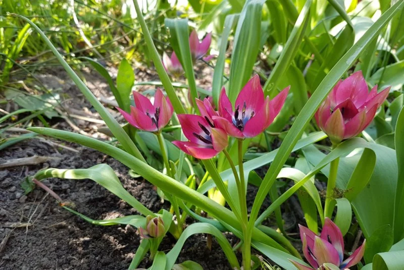 Tulipa "Little Beauty" (A1026) "Bio"