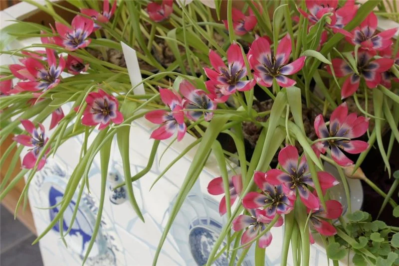 Tulipa "Little Beauty" (A1026) "Bio"