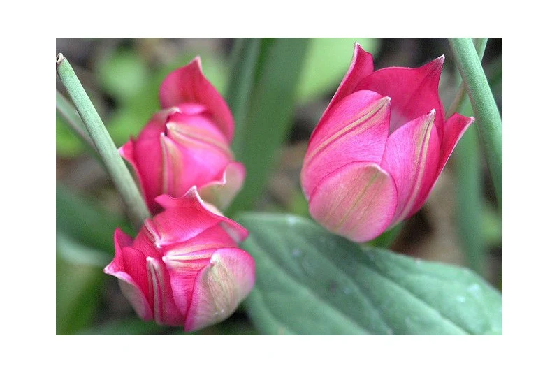 Tulipa "Little Beauty" (A1026) "Bio"