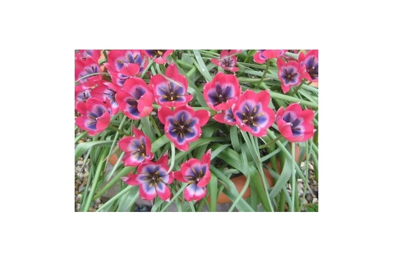 Tulipa "Little Beauty" (A1026) "Bio"