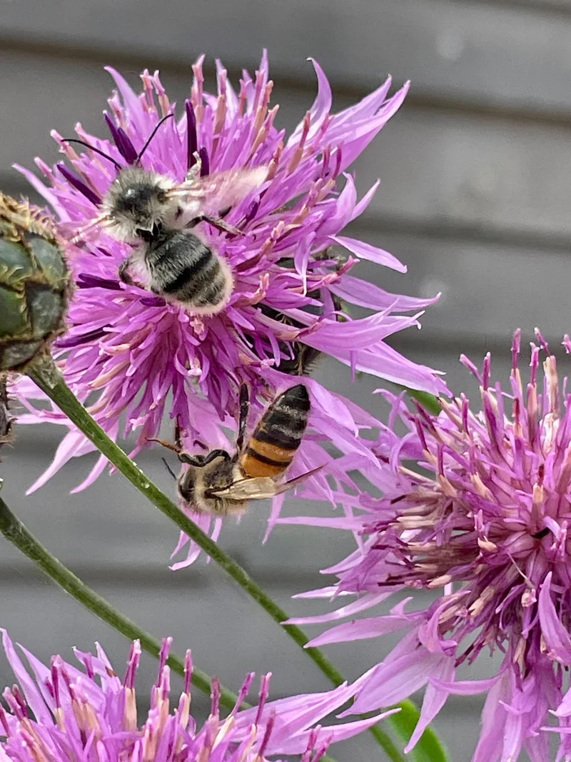 Honig aus dem Naturgarten
