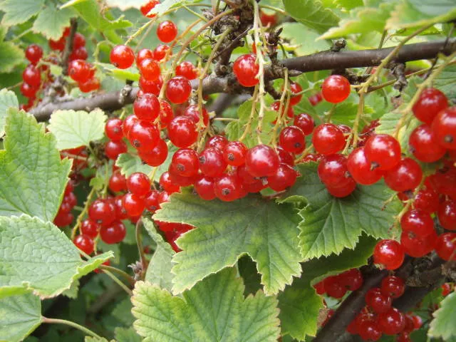 Rote Johannisbeere "Rovada" (Ribes rubrum)