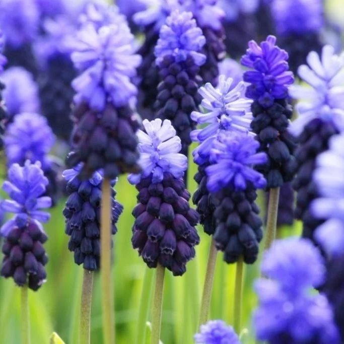 Muscari Latifolium (A9023) "Bio"