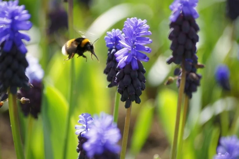 Muscari Latifolium (A9023) "Bio"