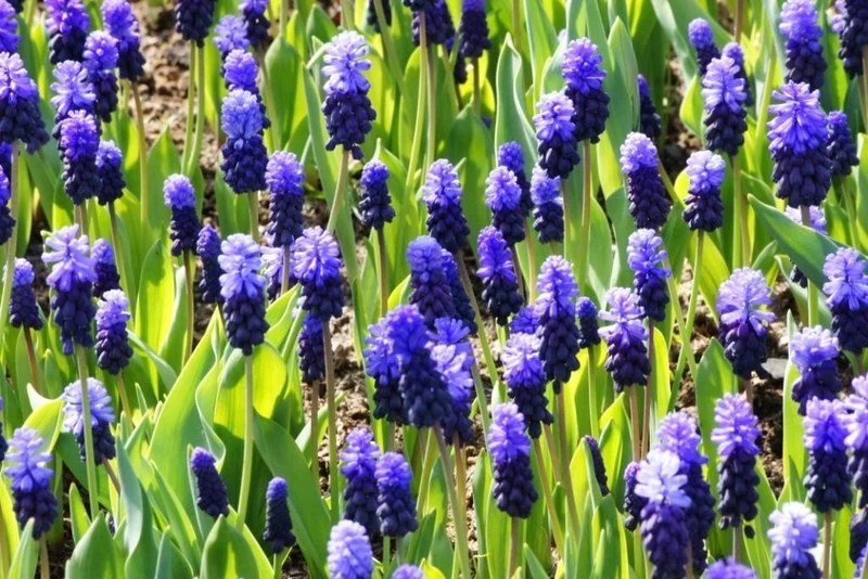 Muscari Latifolium (A9023) "Bio"